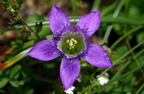 Clématite, Purple, Fleur, Botanique