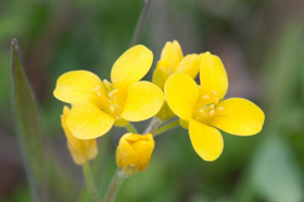 Résultat de recherche d'images pour "PHOTOS FLEURS DE BACH"